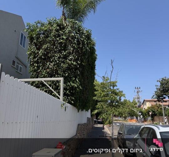 עצים ושיחים לאורך מדרכה עם גדר לבנה